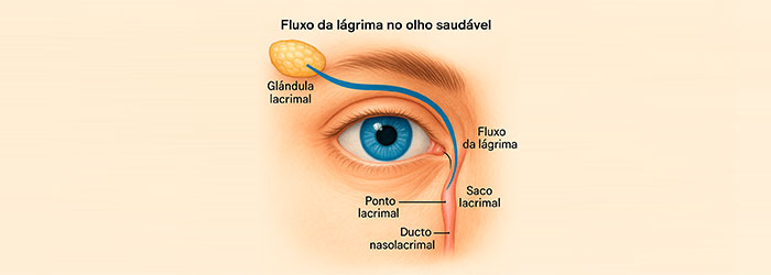 fluxo da lágrima em um olho saudável